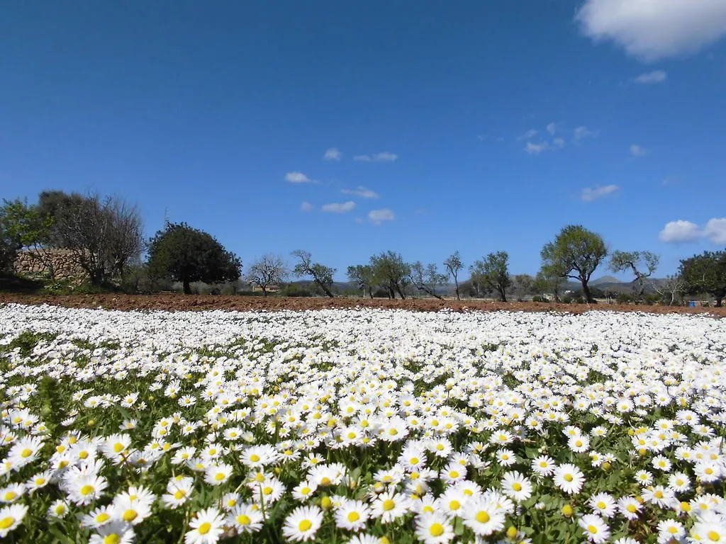 Agroturismo Na Set Centes Villa Arta Spain
